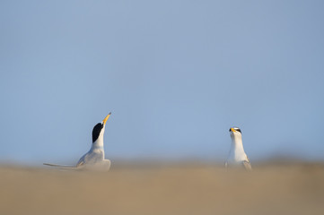 Courting Least Tern Pair