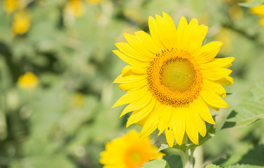 sunflower