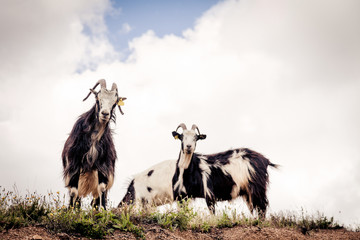 Goats Looking Down From A Cliff