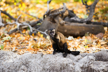 Hooded Capuchin Monkey with colorful fall leaves in the background