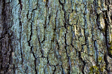 Fototapeta premium Tree Macro Shot