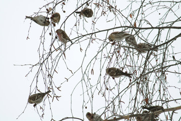 Common redpoll (Acanthis flammea) sitting on a branch
