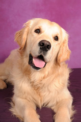 Golden Retriever portrait with purple background.  Close-up photo of dog lying down cocking his head.