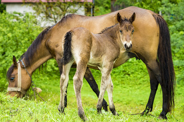 Fototapeta premium small foal and mare on a rainy day in the pasture