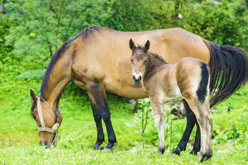 Naklejka na ściany i meble small foal and mare on a rainy day in the pasture