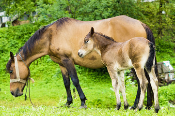small foal and mare on a rainy day in the pasture