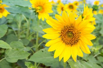 Field of blooming sunflowers