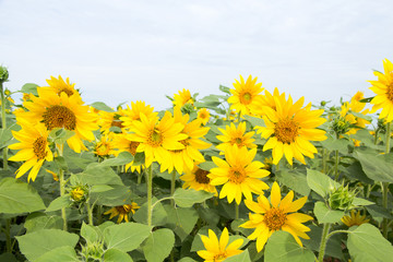 Field of blooming sunflowers