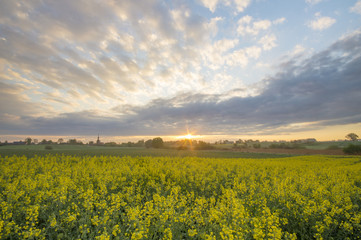 Fototapeta na wymiar Spring field in the morning, young green corn, dew