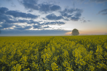 Spring field in the morning, young green corn, dew