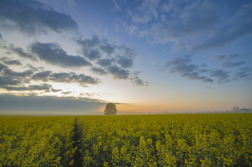 Spring field in the morning, young green corn, dew