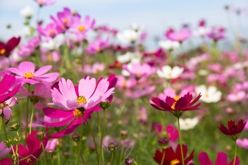 Cosmos Flower field with sky,spring season flowers