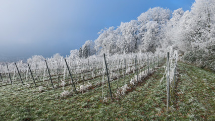 Obraz premium Weinberg im Winter