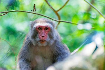 Portrait of a Formosan macaque