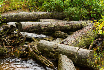 Log jam in a small creek