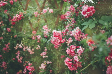 Obraz premium beautiful shrub roses in the light of the setting sun