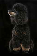 Schwarzer Zwergpudel