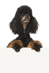 Pudel sieht über eine Wand