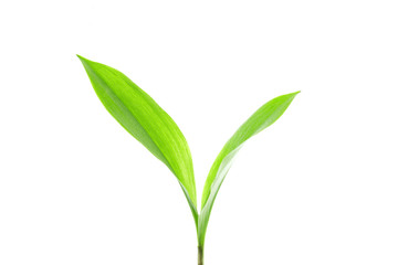 Green lily leafs isolated on white