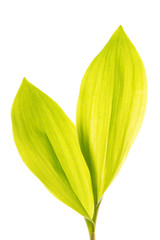 Fototapeta na wymiar Green lily leafs isolated on white