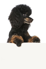 Pudel sieht über eine Wand