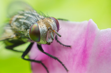 a fly on green flower leaf .