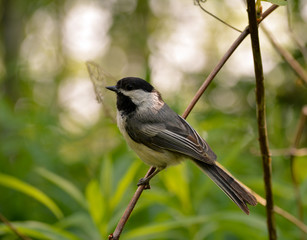 Sparrow on a branch
