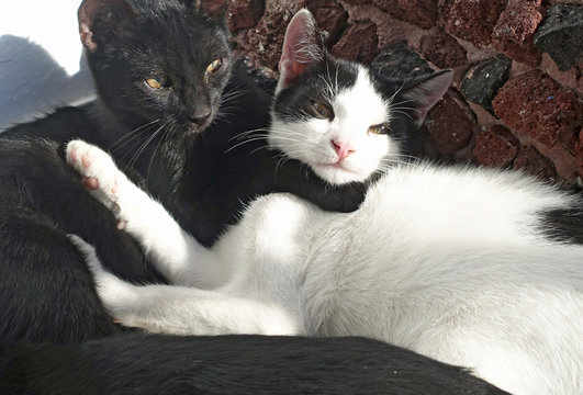c&acirc;lins de chat