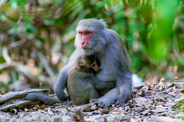 Female macaque feeding her baby