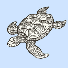 Sea turtle