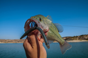 Bass with worm in jaw