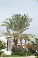Fototapeta na wymiar Palm. Palm leaf. Green leaf. Palm trees. Fashion, travel, summer, vacation and tropical beach concept. Coconut palm trees, beautiful tropical background