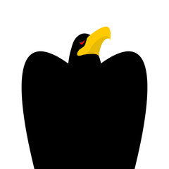 Black eagle head isolated. Bird an eagles face on white backgrou