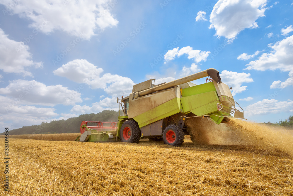 Fototapete A combine harvester at work on a field in Bulgaria.