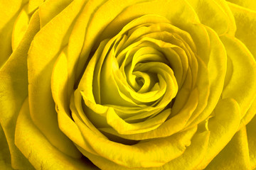 Fototapeta na wymiar Yellow rose petals as background