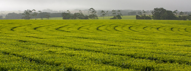Patterns of Australia: Tea fields near Atherton
