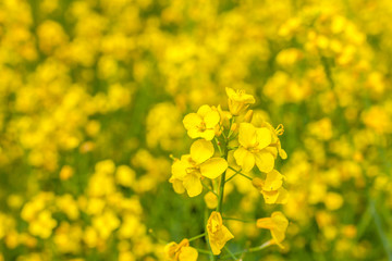 Blossoming rape field
