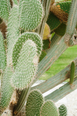 Cactus landscape. Mexico. Cactus field. Garden of flower. Green Cactus closeup.