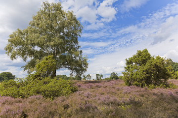 Fototapeta na wymiar Heideblüte im Naturschutzgebiet Heiligen Hain.