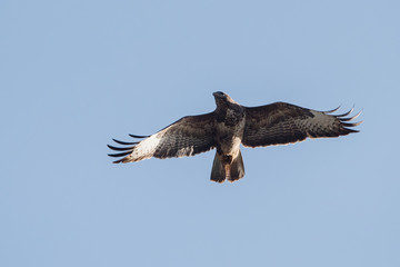 Common Buzzard, Buzzard, Buteo buteo
