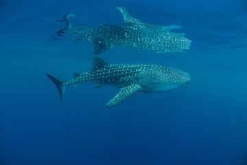 Obraz premium Whale Shark Reflections