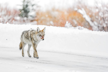 wolf in the rockies 