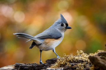 tufted titmouse 2
