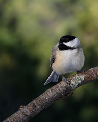 black capped chickadee 2