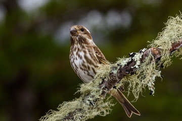 Female Purple finch