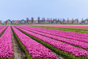 Tulips and windmills in Netherlands