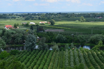 Fototapeta na wymiar Sad na Mazowszu/The orchard in Mazovia, Poland
