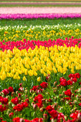 Tulips fields in Lisse, Netherlands