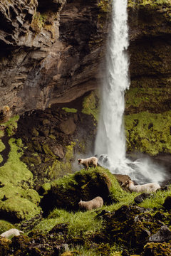 Sheep by waterfall 