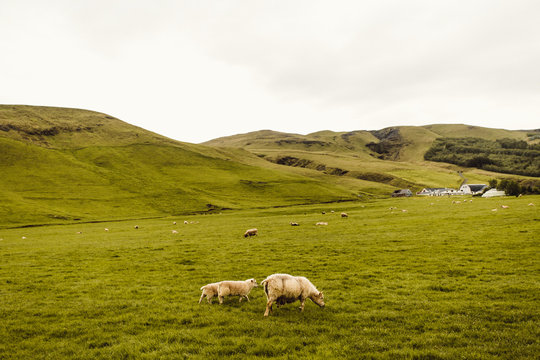 Sheep grazing on hillside 